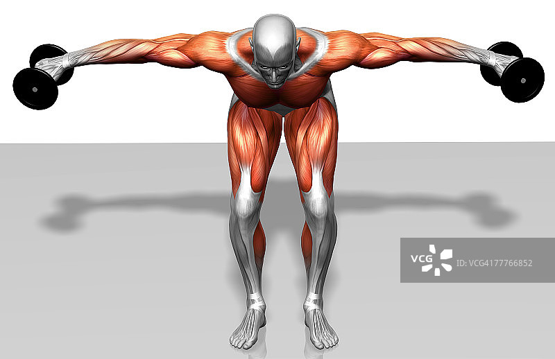 哑铃后束飞鸟（1/2）图片素材