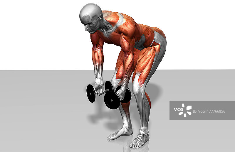 哑铃后束飞鸟（2之2）图片素材