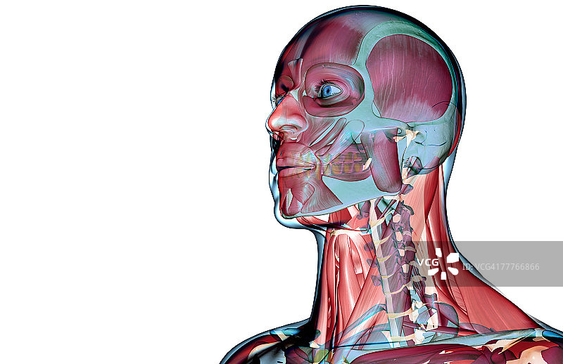 头部和颈部肌肉图片素材