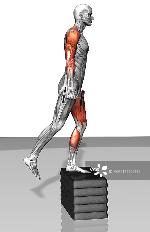 哑铃垫脚运动（1/2）图片素材