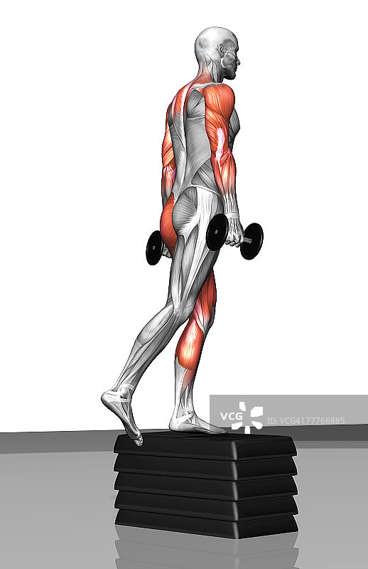 哑铃垫脚运动（1/2）图片素材