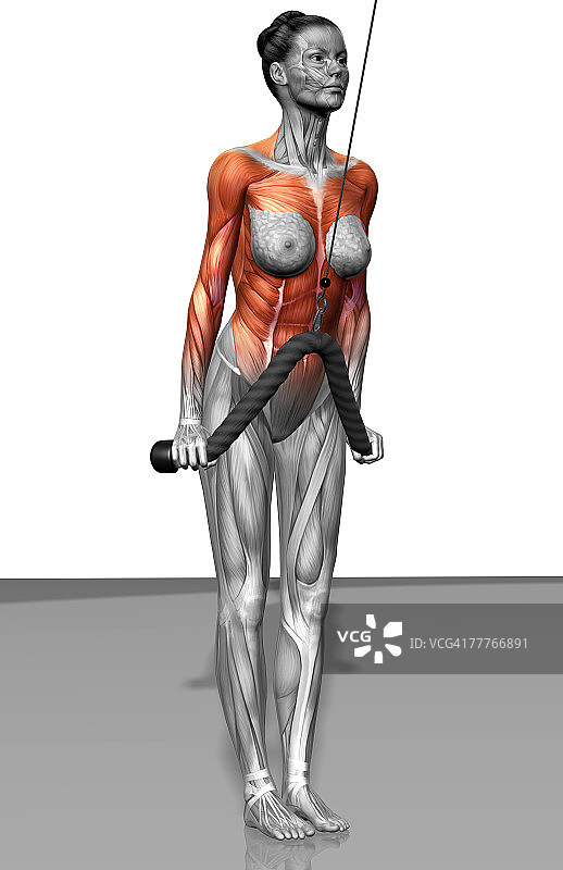 肱三头肌下压图片素材