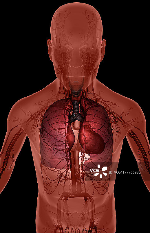 上半身的血液供应图片素材