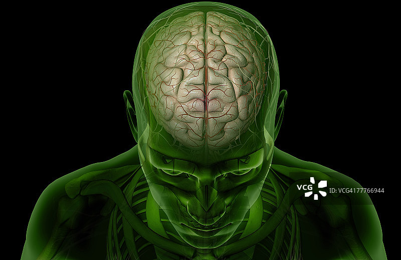 大脑动脉图片素材