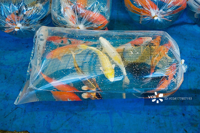 塑料袋里的锦鲤图片素材