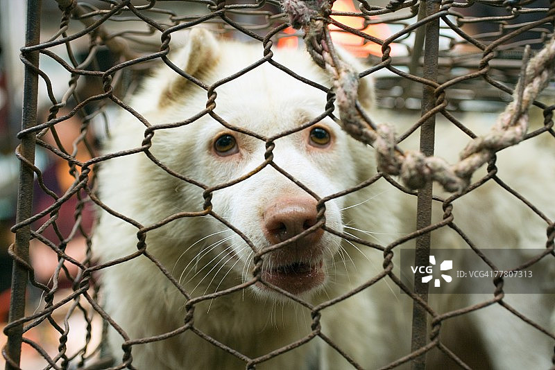 笼子里的狗图片素材