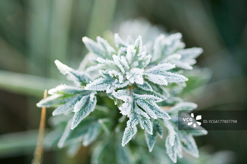 覆盖着霜冻的植物，高角度视图图片素材