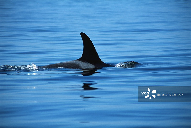 虎鲸的背鳍图片素材