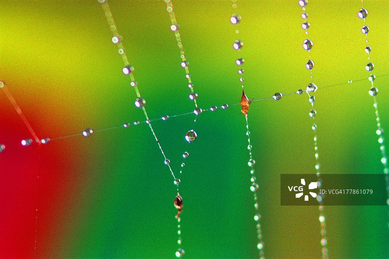 带露珠的蜘蛛网图片素材