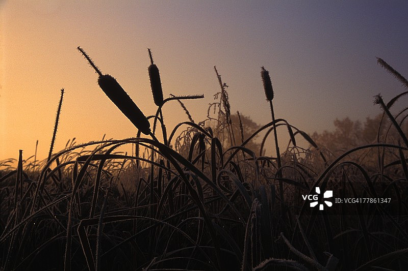 河边的毛茸茸的柳树图片素材