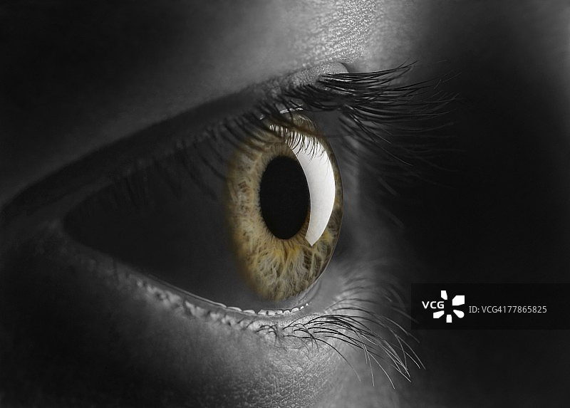 彩色鸢尾花图片素材