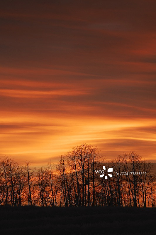 日落下的树木轮廓图片素材
