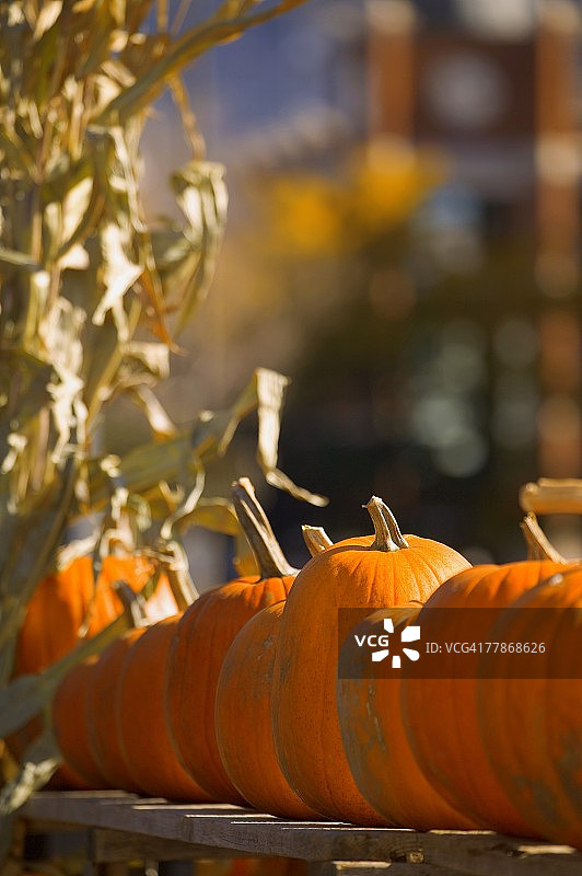 收获的南瓜图片素材