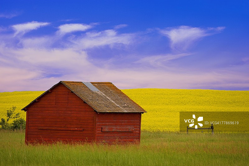 油菜籽田间的红色农场建筑图片素材