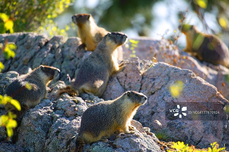 一群地鼠图片素材