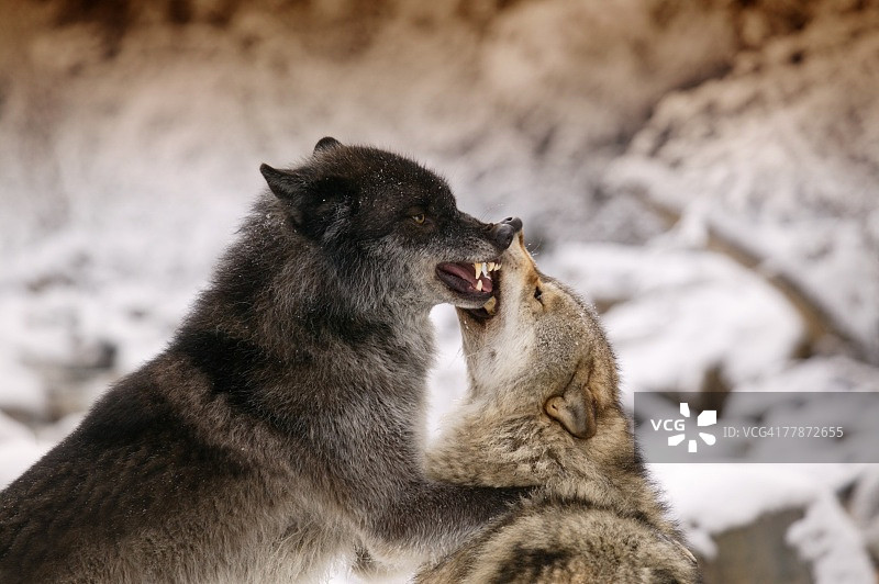 狼群搏斗图片素材