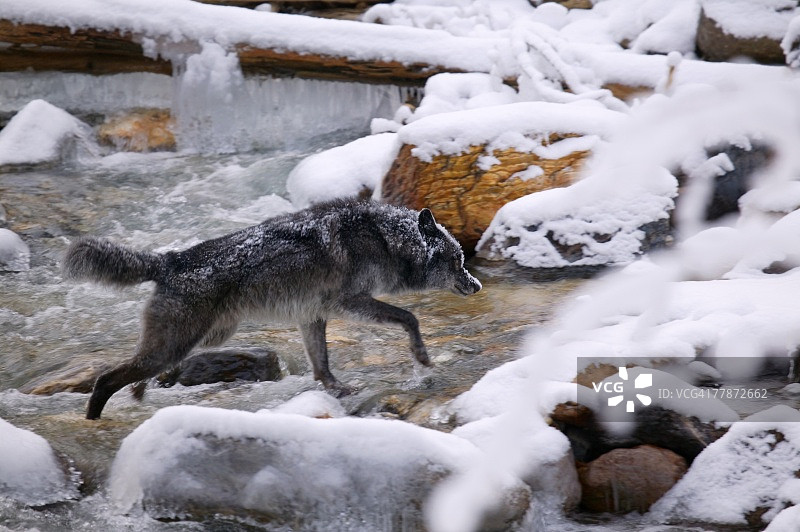 过河的狼图片素材