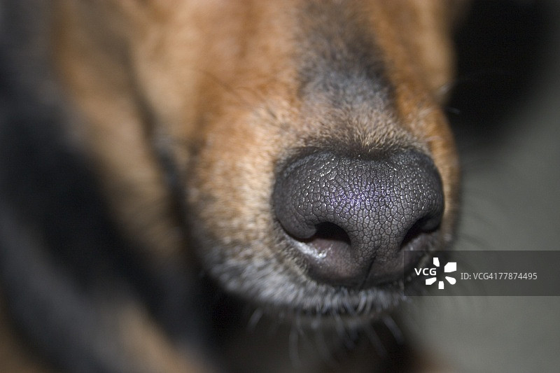 狗狗的鼻子图片素材