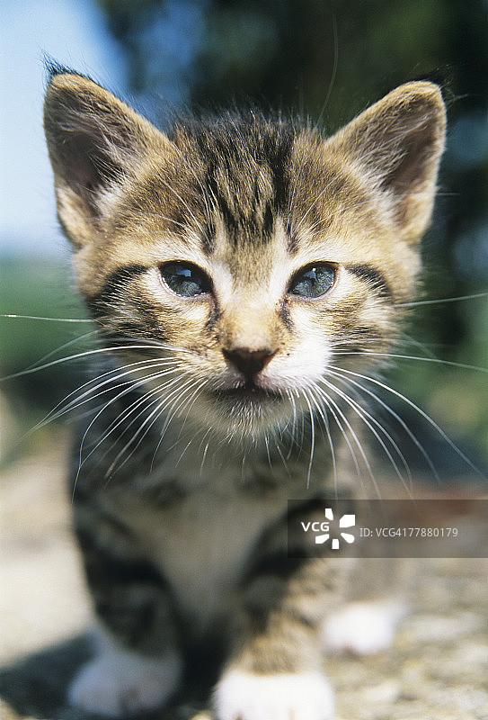 户外特写小猫图片素材