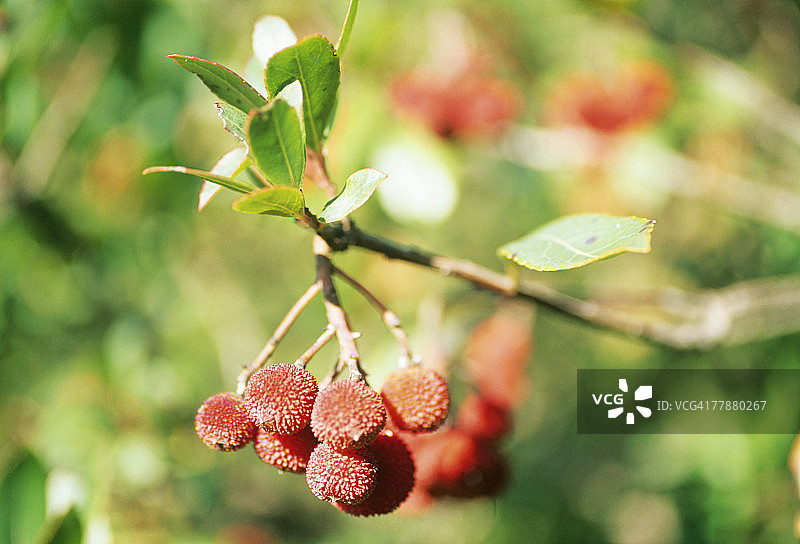 草莓树的果实图片素材