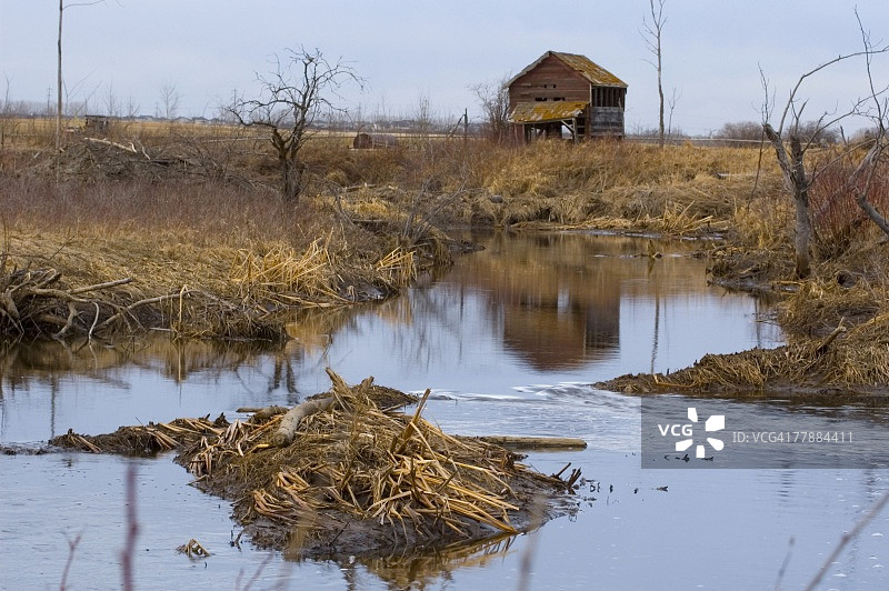 偏僻地区的海狸坝图片素材