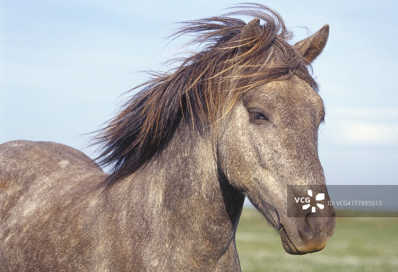 冰岛马肖像图片素材