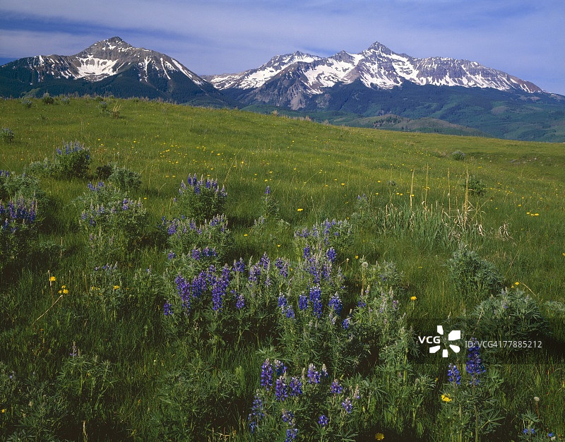 圣米格尔山脉盛开夏季野花的草甸图片素材