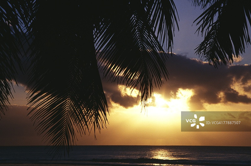 拉罗汤加岛日出时分的棕榈叶轮廓（库克群岛首都岛屿）图片素材