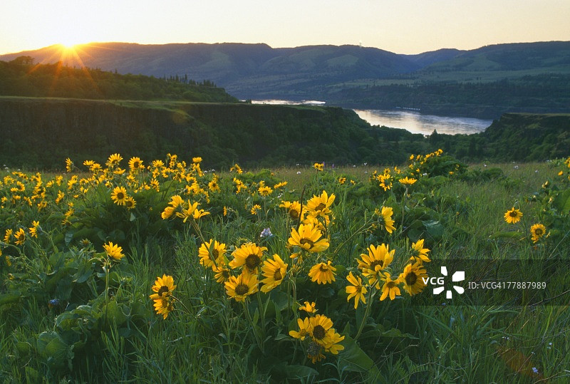 汤姆·麦考尔保护区草地上的香脂根花朵图片素材