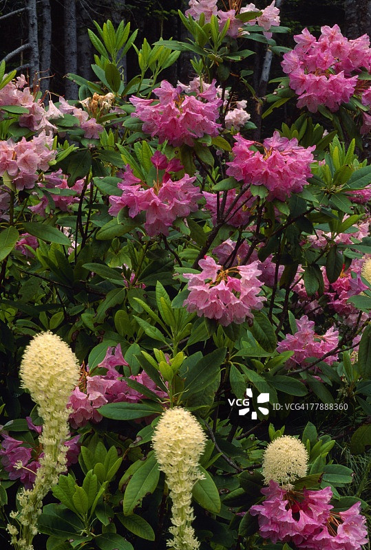 盛开的百合草，杜鹃花图片素材