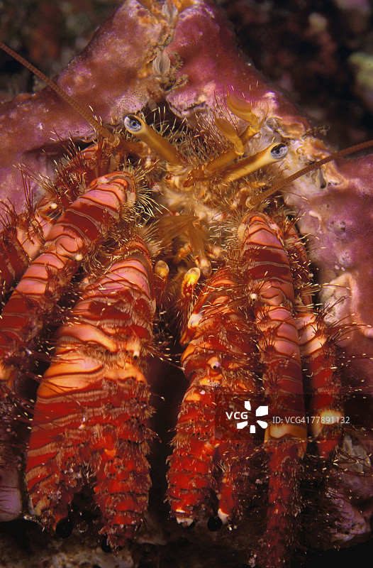 寄居蟹特写图片素材