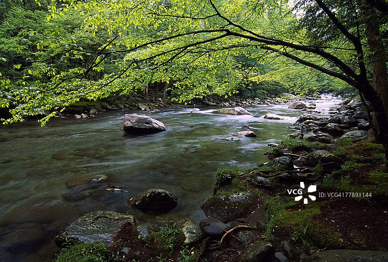 春季的小鸽子河图片素材