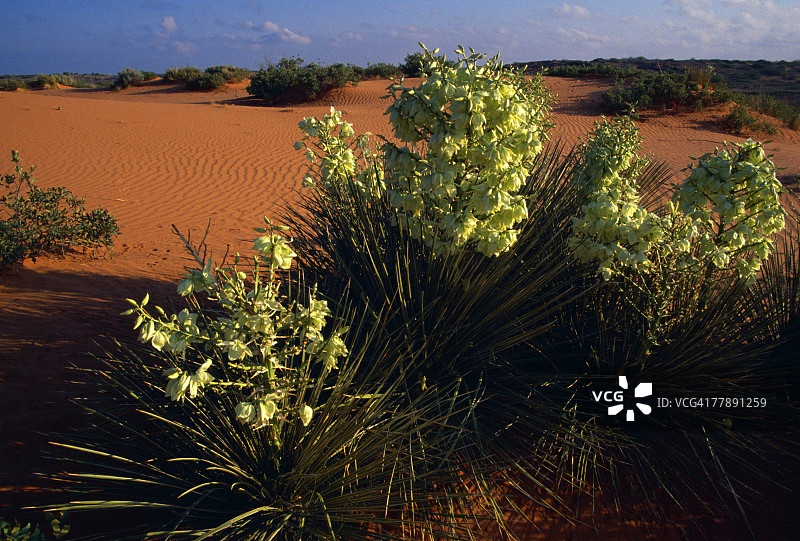 沙漠中盛开的托里丝兰图片素材