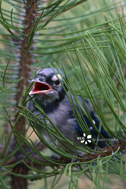 树枝上的刚离巢的蓝鸟图片素材