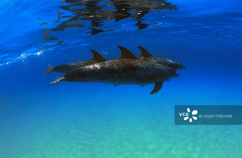 大西洋斑点海豚图片素材