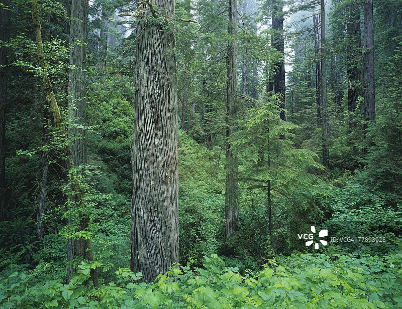 美国加利福尼亚州红木森林图片素材