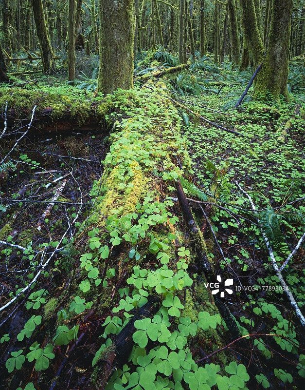 雨林中腐烂的木头上生长的酢浆草图片素材