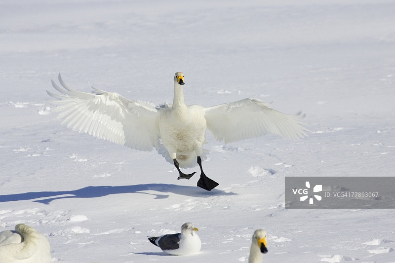 大天鹅降落在雪地上，周围有其他天鹅和海鸥图片素材