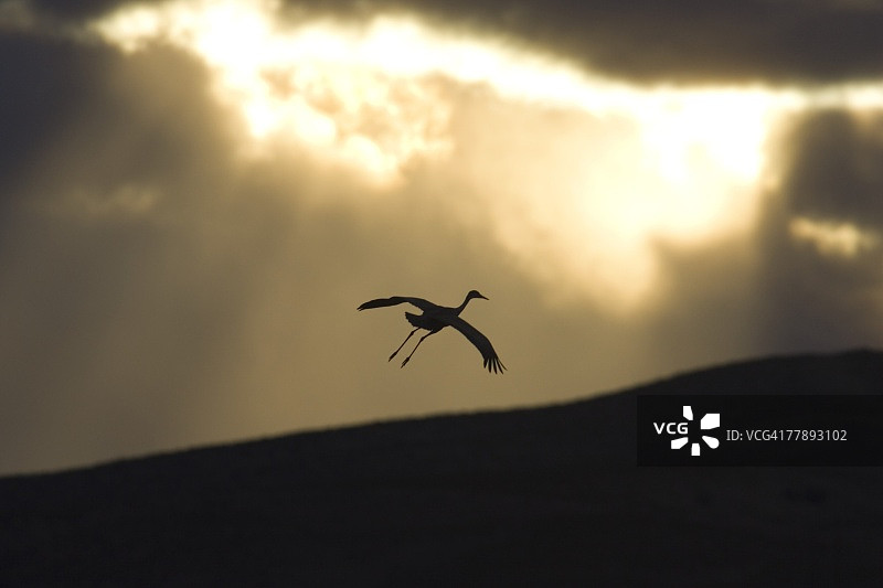 日落下飞翔的沙丘鹤剪影图片素材