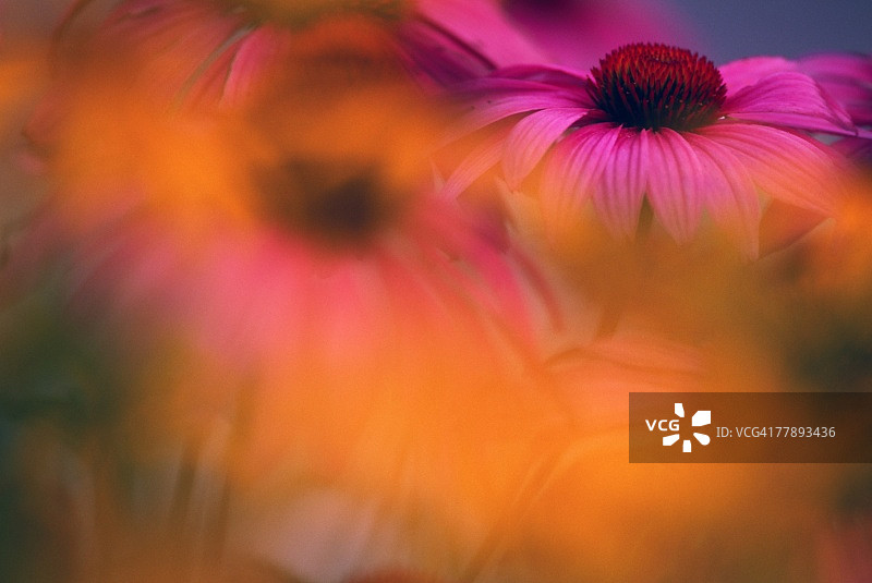 柔焦效果下的紫色锥花图片素材