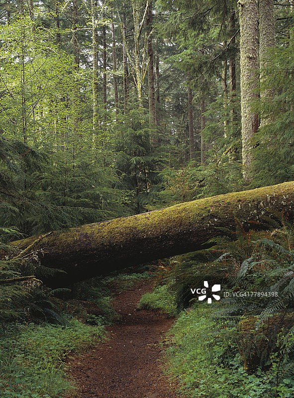 崎岖的徒步小径图片素材