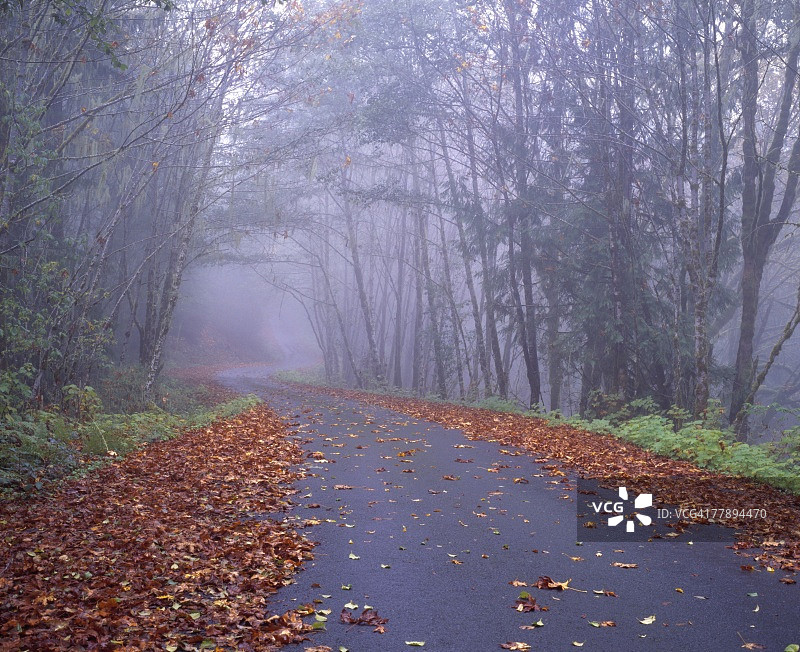 蜿蜒道路上的秋叶图片素材