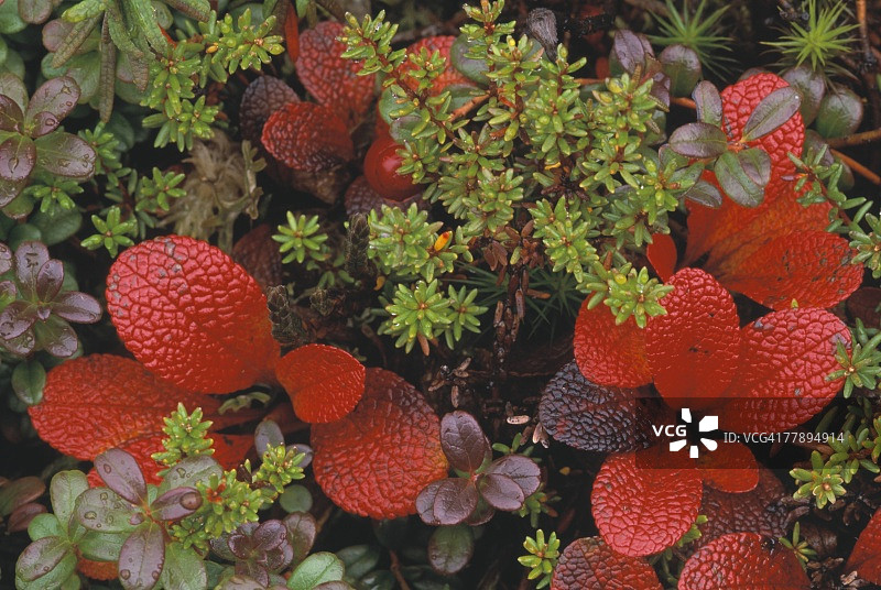 熊果叶特写图片素材