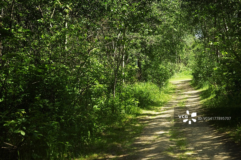 灌木丛中的小路图片素材