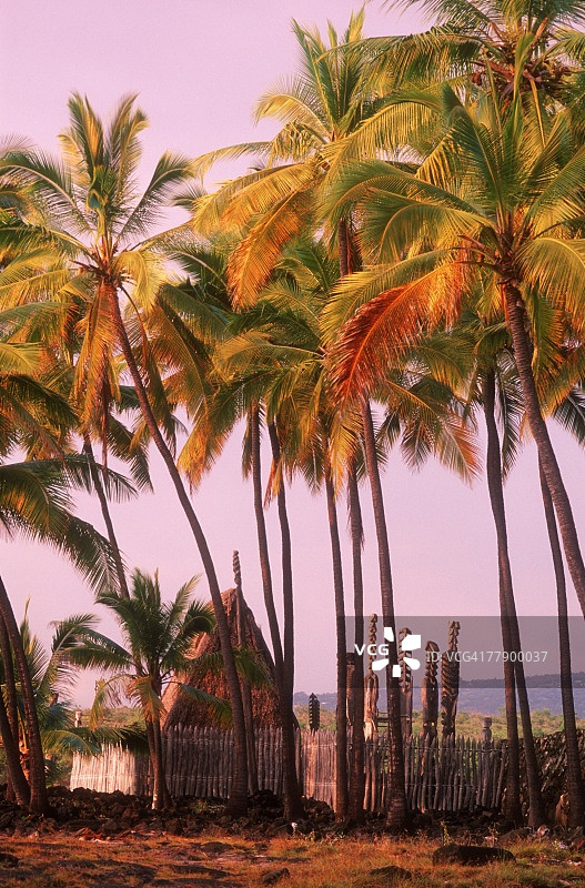 夏威夷小屋图片素材