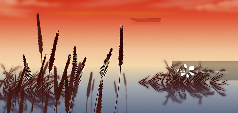 蒲苇草特写图片素材