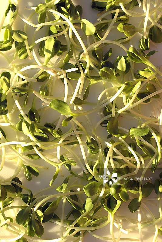 苜蓿芽图片素材