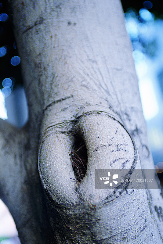 THC0019127图片素材