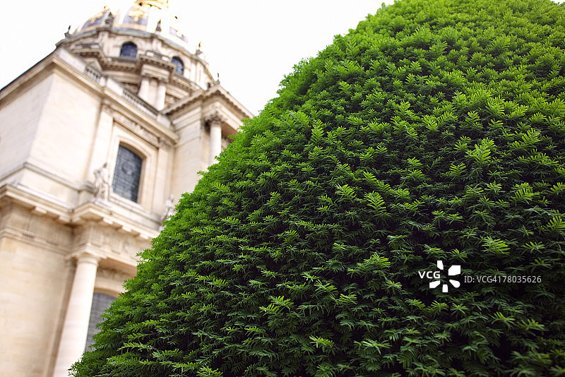 巴黎，造型灌木遮蔽了荣军院的圣路易教堂图片素材