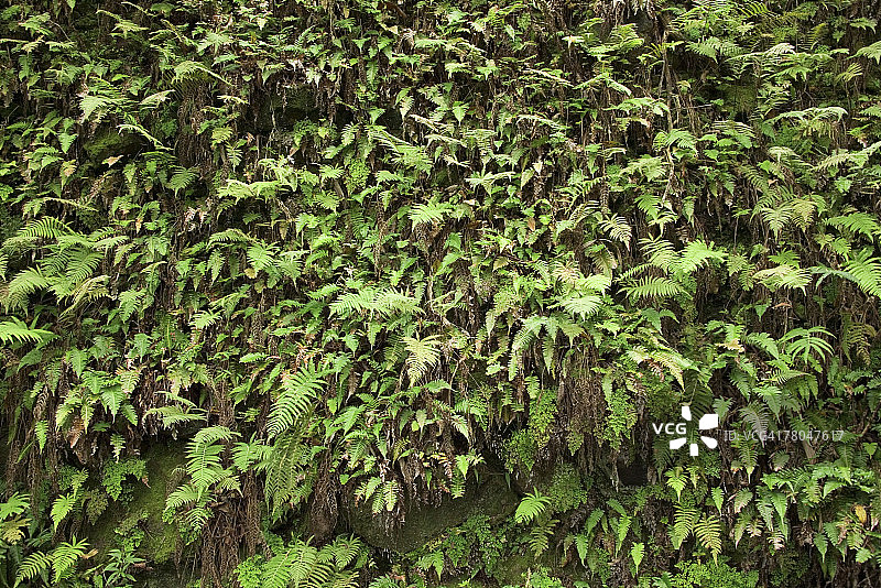 蕨类植物图片素材